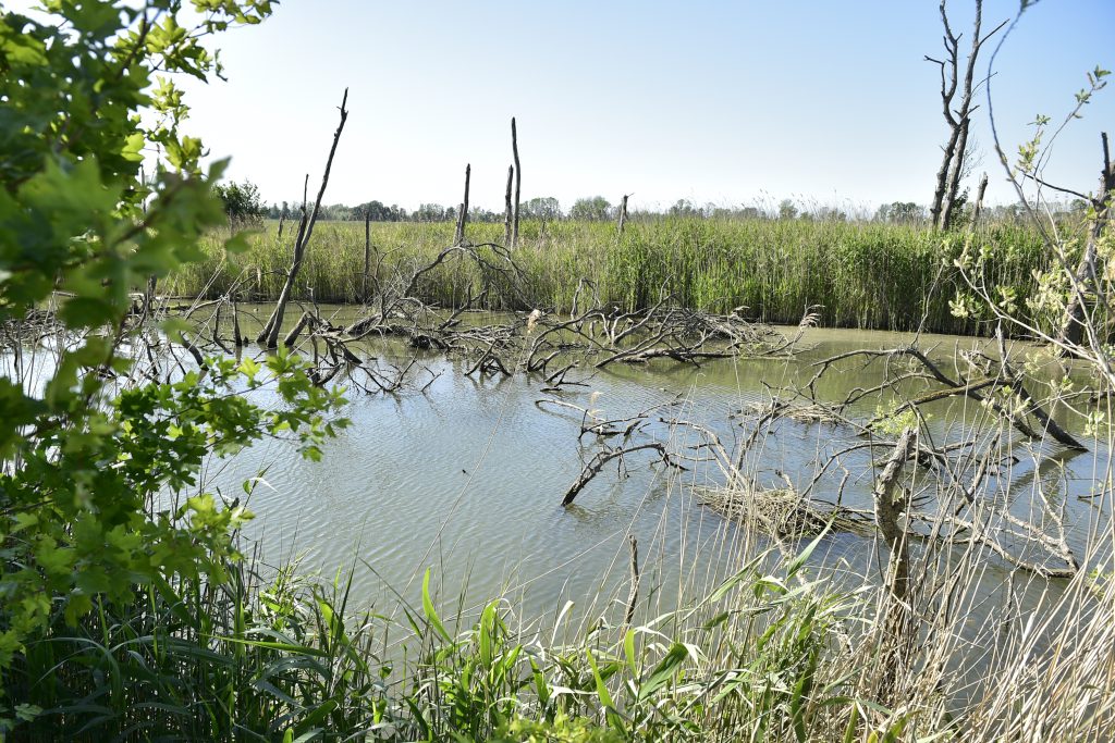 Omloop van de Biesbosch 17-05-2025