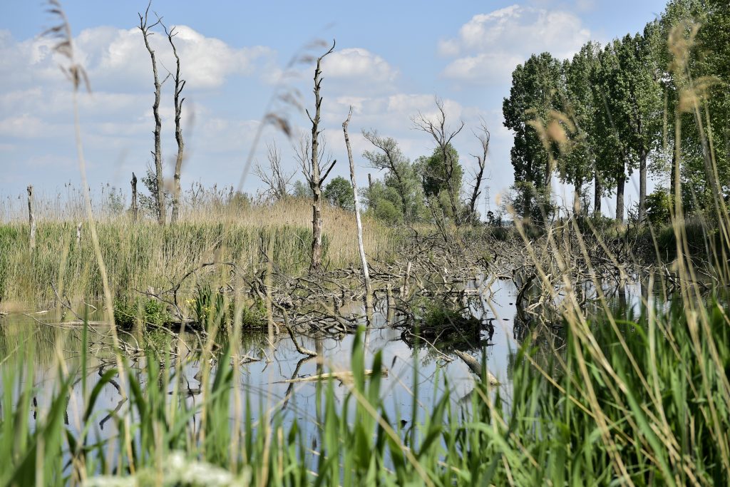 Omloop van de Biesbosch 09-05-2026 – Verslag
